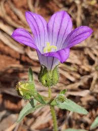 Image result for Campanula strigosa
