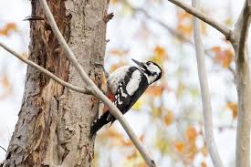 Attēlu rezultāti vaicājumam “Dendrocopos major male”