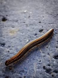 Attēlu rezultāti vaicājumam “Ommatoiulus sabulosus aimatopodus”