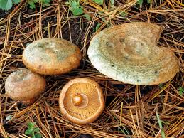 Attēlu rezultāti vaicājumam “Lactarius deliciosus”