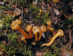 Attēlu rezultāti vaicājumam “Leotia lubrica”