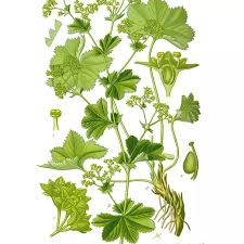 Attēlu rezultāti vaicājumam “Alchemilla vulgaris aggr. bud”