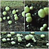 Attēlu rezultāti vaicājumam “Hypocrea gelatinosa”