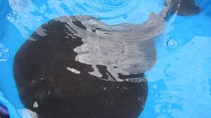 Image result for Tetronarce nobiliana