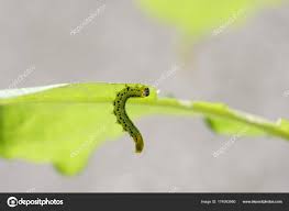 Attēlu rezultāti vaicājumam “Craniophora ligustri larva”