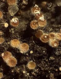 Attēlu rezultāti vaicājumam “Octosporella jungermanniarum”