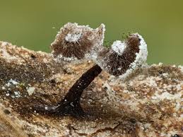 Attēlu rezultāti vaicājumam “Didymium sp.”