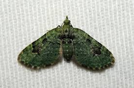 Attēlu rezultāti vaicājumam “Chloroclystis v-ata”