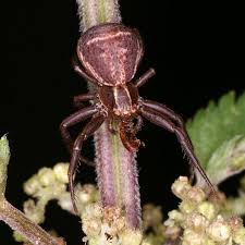 Attēlu rezultāti vaicājumam “Xysticus bifasciatus female”