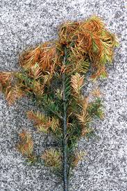 Attēlu rezultāti vaicājumam “Pseudotsuga menziesii fruit”