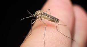 Attēlu rezultāti vaicājumam “Culex pipiens”