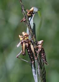 Attēlu rezultāti vaicājumam “Entomophaga grylli”