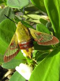 Attēlu rezultāti vaicājumam “Hemaris fuciformis”