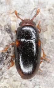 Attēlu rezultāti vaicājumam “Erotylidae”