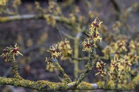 Attēlu rezultāti vaicājumam “Hamamelis japonica bud”