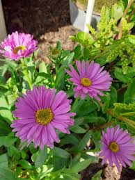 Image result for Aster alpinus