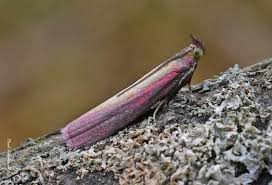 Attēlu rezultāti vaicājumam “Oncocera semirubella”