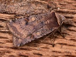 Attēlu rezultāti vaicājumam “Cerastis leucographa”