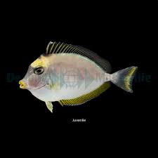 Image result for Naso lituratus