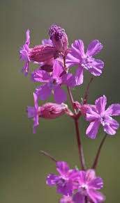 Attēlu rezultāti vaicājumam “Silene viscaria bud”