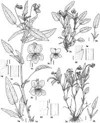 Attēlu rezultāti vaicājumam “Viola uliginosa bud”