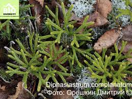 Attēlu rezultāti vaicājumam “Diphasium complanatum”