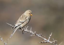 Image result for twite photo