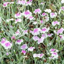 Image result for Lychnis coronaria