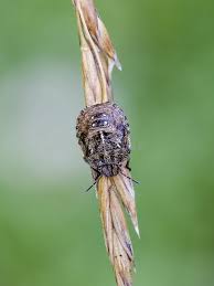 Attēlu rezultāti vaicājumam “Eurygaster testudinaria nymph”