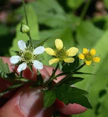 Attēlu rezultāti vaicājumam “Geum x intermedium”