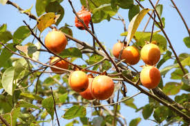 「柿の木利江」の画像検索結果