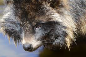 Attēlu rezultāti vaicājumam “Nyctereutes procyonoides”