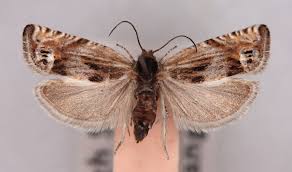 Attēlu rezultāti vaicājumam “Eucosma aspidiscana”