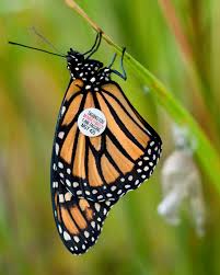 Image result for monarch caterpillar