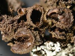 Attēlu rezultāti vaicājumam “Melanohalea exasperata”