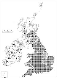 Attēlu rezultāti vaicājumam “Licea chelonoides spores”
