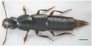 Attēlu rezultāti vaicājumam “Quedius dilatatus”