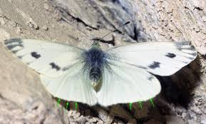 Attēlu rezultāti vaicājumam “Pieris napi male”