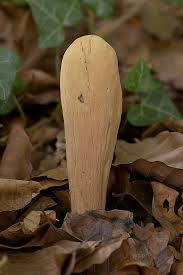 Attēlu rezultāti vaicājumam “Clavariadelphus pistillaris”