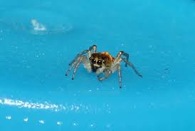 Attēlu rezultāti vaicājumam “Heliophanus sp.”