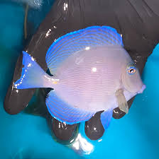 Image result for Acanthurus coeruleus