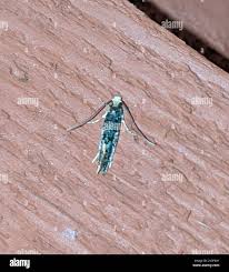 Attēlu rezultāti vaicājumam “Monopis weaverella”