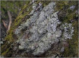 Attēlu rezultāti vaicājumam “Megalaria grossa”