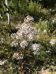 Attēlu rezultāti vaicājumam “Symphyotrichum x salignum leaf”