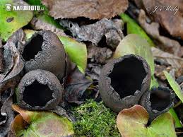 Attēlu rezultāti vaicājumam “Urnula craterium”