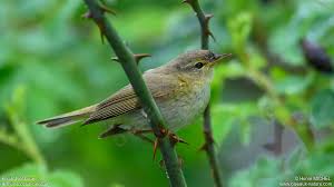 Image result for Phylloscopus ibericus