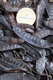 Attēlu rezultāti vaicājumam “Gleditsia triacanthos fruit”