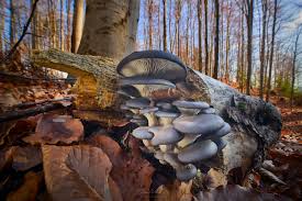 Attēlu rezultāti vaicājumam “Vouauxiomyces santessonii”