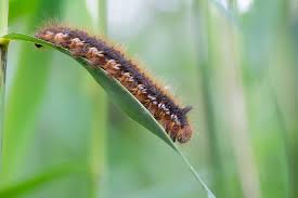 Attēlu rezultāti vaicājumam “Euthrix potatoria”