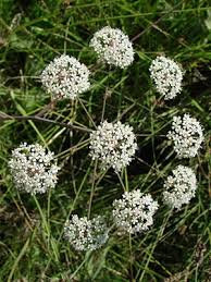 Attēlu rezultāti vaicājumam “Cicuta virosa”